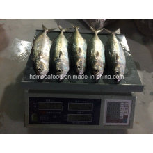 Nuevos Pescados India Caballa (150-200g)